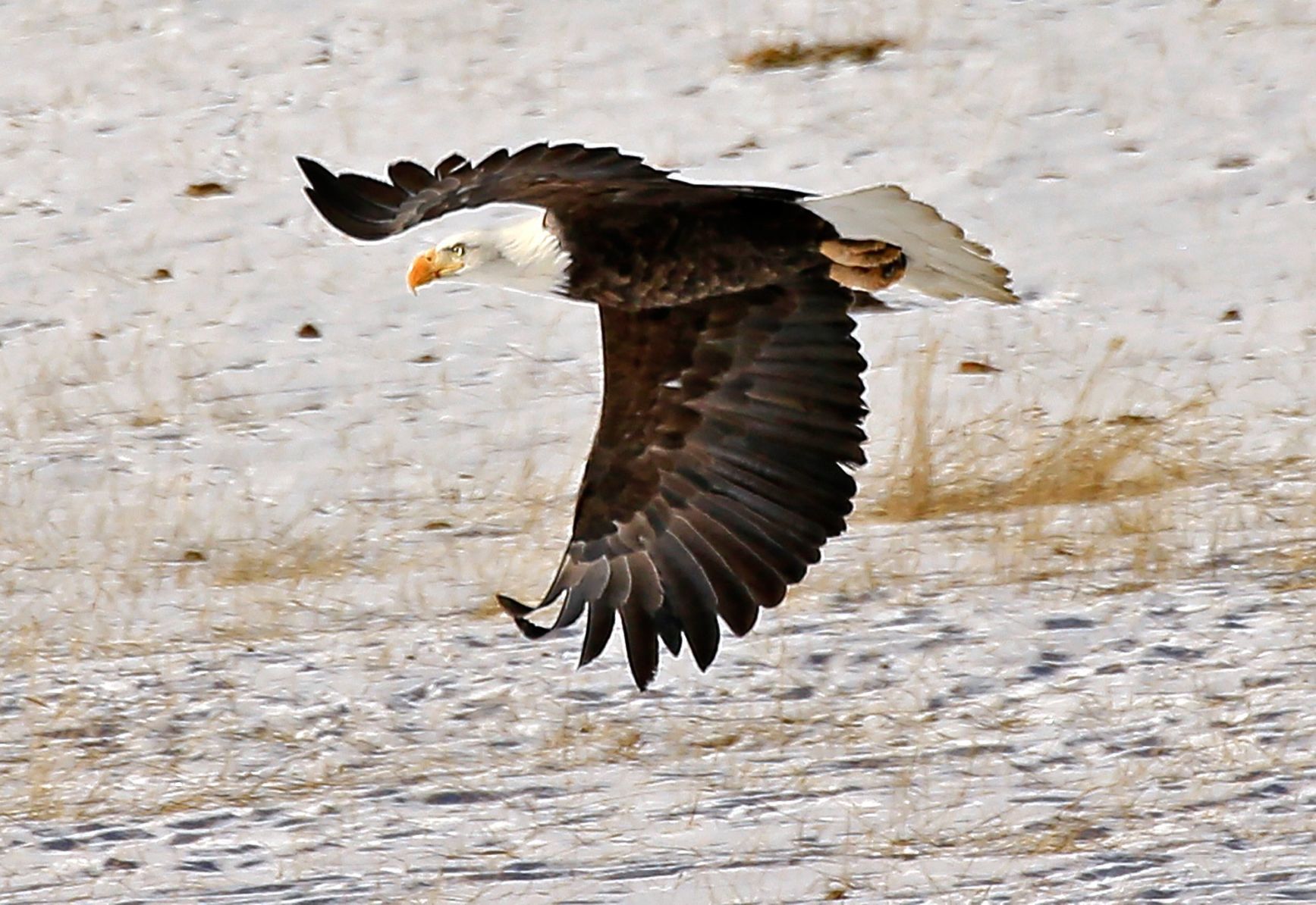 Bald Eagle (Haliaeetus leucocephalus)